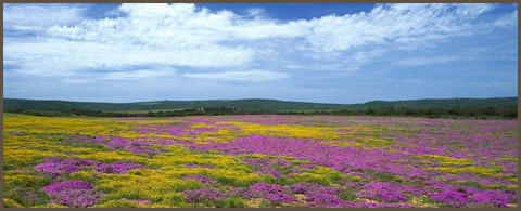 eastern cape