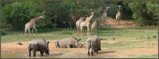 South Africa Wildlife