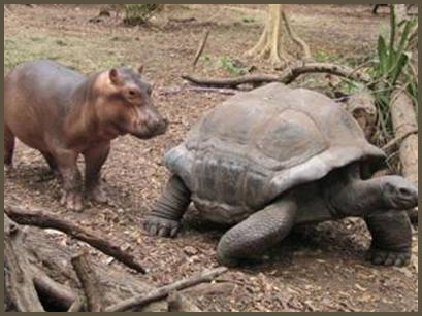 Hippo and Tortoise