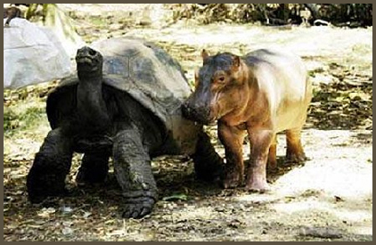 Hippo and Tortoise