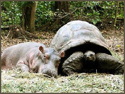Hippo and Tortoise
