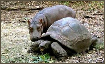 Hippo and Tortoise