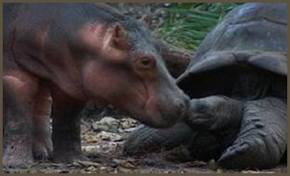 Hippo and Tortoise