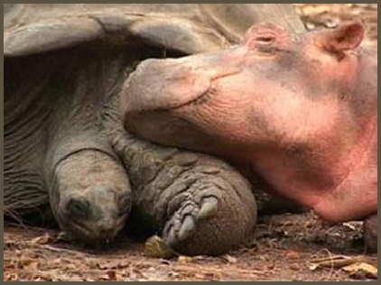 Hippo and Tortoise