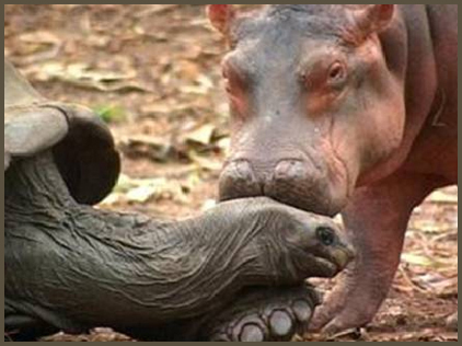 Hippo and Tortoise