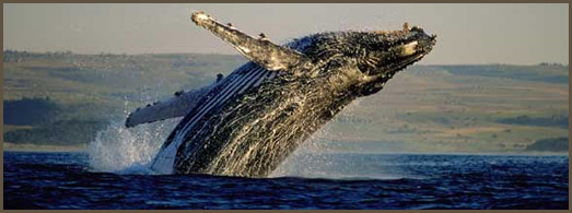 Cape Town - Whale watching